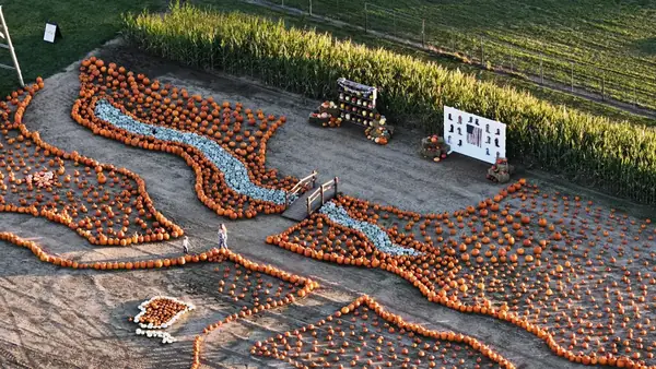 Aerial view of orange pumpkins arranged around a winding river of pale pumpkins at Kackleberry Farms, Michigan